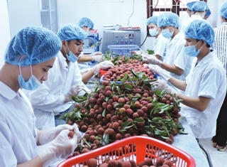 Xuất khẩu nông sản Việt Nam: Chuyên gia phân tích nghịch lý 