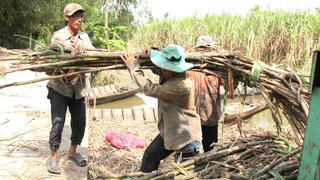 Hậu Giang bàn giải pháp gỡ khó cho người trồng mía