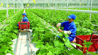 Chính sách khuyến khích đầu tư vào nông nghiệp, nông thôn: Loại quả đẹp nhưng không ăn được!