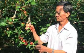 Đem dâu tằm Đà Lạt về làm giàu trên đất An Giang 