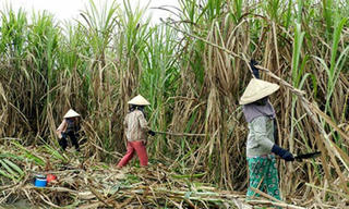 Ngành Mía đường Việt Nam chống “bão ATIGA” bằng cách nào?