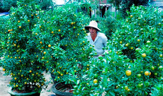 Hoa Tết miền Trung được giá, được mùa