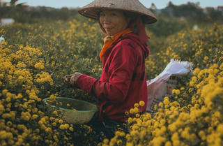 Tìm về làng trồng dược liệu “tiến vua” nức tiếng