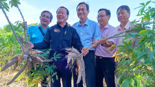 “Xấu dây - tốt củ”