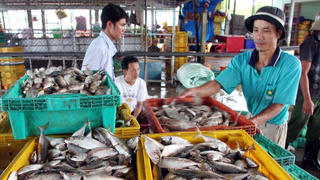 Ngăn chặn, chấm dứt tàu cá khai thác bất hợp pháp: Kinh nghiệm từ Kiên Giang