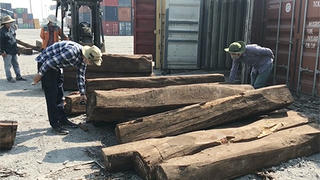 Điều tra vụ 1.000m3 gỗ quý nhập về cảng Sài Gòn