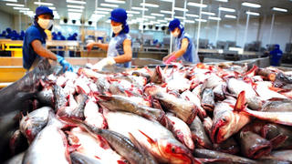 Lý do cá tra Việt Nam chưa phát triển như kỳ vọng