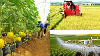 Tích tụ đất nông nghiệp để sản xuất hàng hóa: Cần hoàn thiện hành lang pháp lý