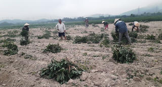 Người trồng sắn điêu đứng