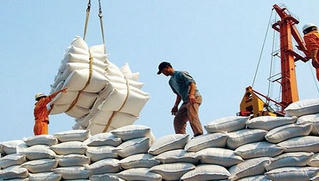 Điều hành xuất khẩu gạo: Lúng túng đến bao giờ?