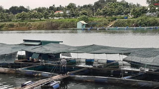 Hàng chục tấn cá diêu hồng tại Thừa Thiên - Huế đang chờ 'giải cứu'