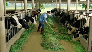 Vượt Covid-19, đây chính là 4 nguyên tắc vàng đem nguồn sữa an toàn của nông dân Cô Gái Hà Lan