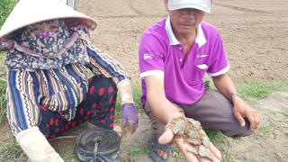 Phản hồi bài “Dự án kè chống sạt lở sông Ba gây nhiễm mặn”: UBND tỉnh Phú Yên chỉ đạo làm rõ  
