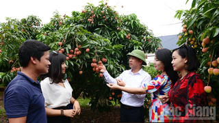Vải thiều Việt Nam dự kiến sang Nhật trong tháng 6 này