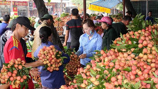 Nông sản phía Bắc vào chính vụ: Phương án tiêu thụ đa dạng