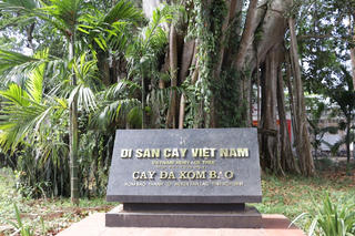 Thăm “cụ” đa 300 tuổi ở Hòa Bình