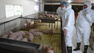 Dự kiến cuối năm 2020, cung - cầu về thịt lợn mới cân bằng