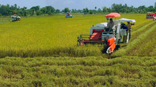 Xây dựng những cánh đồng “thông minh” ở Đồng bằng sông Cửu Long