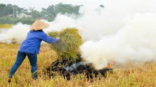 Vì sao nông dân vẫn đốt rơm rạ? 