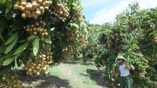 ​Trung Quốc sẽ tạo điều kiện nhập khẩu nhãn Việt Nam