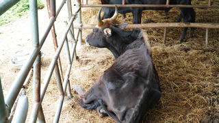 Bàn giao đàn bò tót “da bọc xương” cho Vườn quốc gia Phước Bình