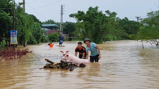 Chủ động phòng chống dịch bệnh cho vật nuôi sau mưa lũ