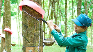 Ngành cao su:  Đón đầu xu hướng phát triển bền vững