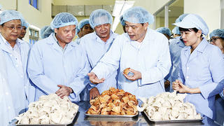 Hướng đi mới cho Yến sào Khánh Hòa
