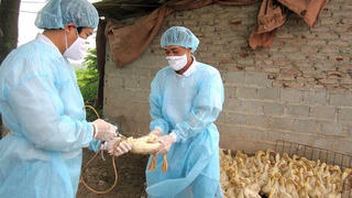 Khuyến cáo cúm gia cầm độc lực cao A/H5N8 lây lan diện rộng