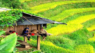 [Truyện ngắn] Hương rừng