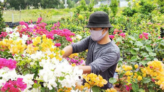Làng hoa Nam – Bắc hối hả mùa vụ tết