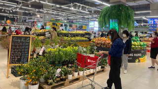 Nông dân mừng rỡ vì siêu thị đến tận vườn giúp tiêu thụ nông sản