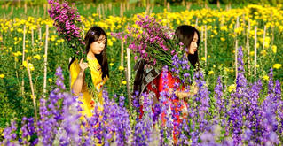 Sắc hoa Hạ Lũng giữa lòng phố Cảng