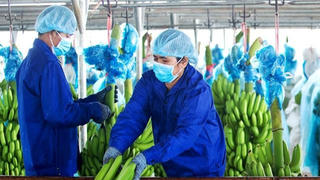 Luật sư nhận định gì về việc HAG đứng trước nguy cơ bị hủy niêm yết?