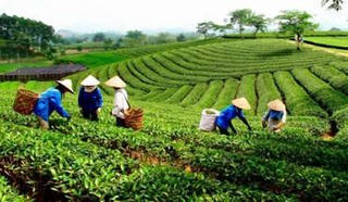 Tham gia BHXH bắt buộc tại hợp tác xã: Cần mở rộng đối tượng