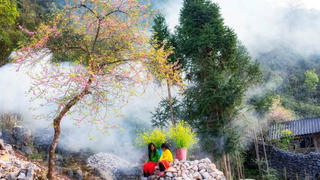 [Truyện ngắn] Hoa mưng giữa rừng