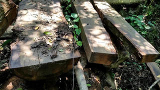 Rừng vùng biên Quảng Bình “chảy máu”