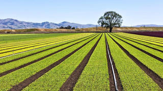 [Truyện ngắn] Gieo mây