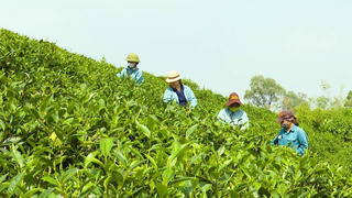 Chè Hoài Trung - Chắt chiu vị ngọt cho đời