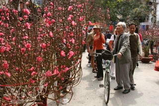 Tết Âm lịch và sự tích đếm tuổi hoa đào