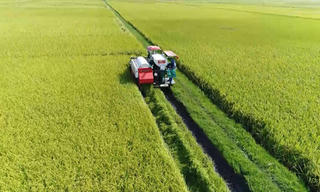 Sửa Luật Đất đai để thúc đẩy nông nghiệp đại điền