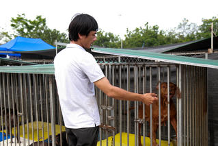 Sân nhà nhiều chó - nơi cưu mang chó, mèo bị bỏ rơi