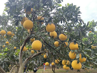 Bưởi Diễn Đức Hậu - Lưu Quang - 'Nức tiếng' đặc sản đất Hà thành