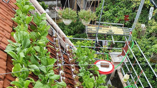 Vườn rau sáng tạo, độc đáo trên mái ngói của cặp vợ chồng Thái Bình 