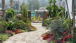 Chuyển về nhà mới, cô giáo vùng cao Hà Giang đã biến sỏi đá thành hoa trải dọc lối đi