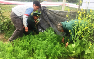 Bộ đội Biên phòng Hà Tĩnh phát hiện một hộ dân trồng nhiều cây thuốc phiện trong vườn