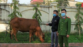 Bắt đối tượng thuê xe tải đi trộm bò