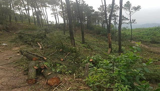 Xử phạt con rể chặt  rừng thông của bố vợ