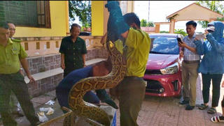 Vây bắt con trăn nặng 32kg 'đi lạc' để trả về môi trường tự nhiên