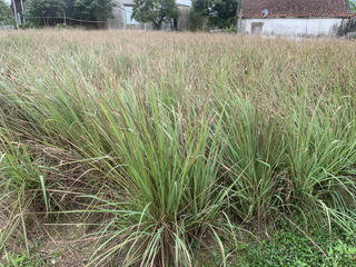 Doanh nghiệp liên kết rồi... 'bỏ chạy', hàng trăm hộ dân trồng sả 'ôm nợ'